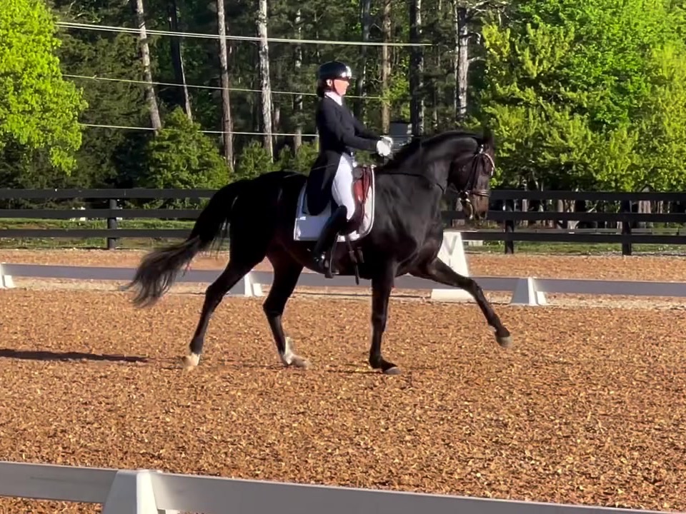 Don Derico, a dark bay Hanoverian gelding, in an uphill extended trot during an Intermediate I test, ridden by Madison Lareau