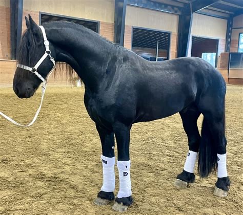 Kanjer B, a black Friesian stallion, standing in an indoor arena in a white halter and polo wraps