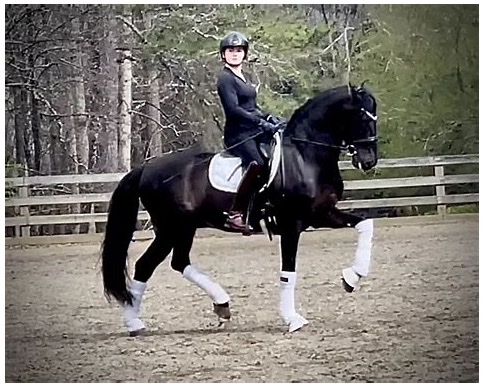 Sinatra, a black PRE gelding, in a cadenced trot under saddle in an outdoor arena